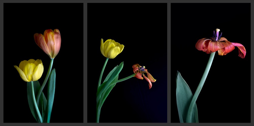 Tulipanes